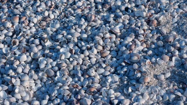 Abundant seashells covering a sandy beach shoreline. Close-up top-down view of a vast collection of small white and gray seashells covering the sandy ground, creating a textured natural background