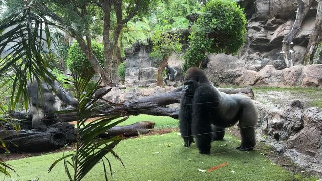 Western lowland gorilla Gorilla gorilla in zoo enclosure with rocks and trees, native to Central African rainforest regions, endangered species, wildlife conservation, natural habitat