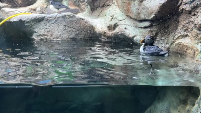 Atlantic puffins Fratercula arctica swimming and floating at the water surface in an aquarium enclosure with rocky habitat, clear water reflections and natural behavior captured in a calm wildlife sce