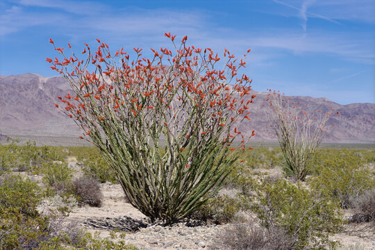 Flowering ocotillo, a desert shrub often mistaken for a cactus, in Anza‑Borrego, California.