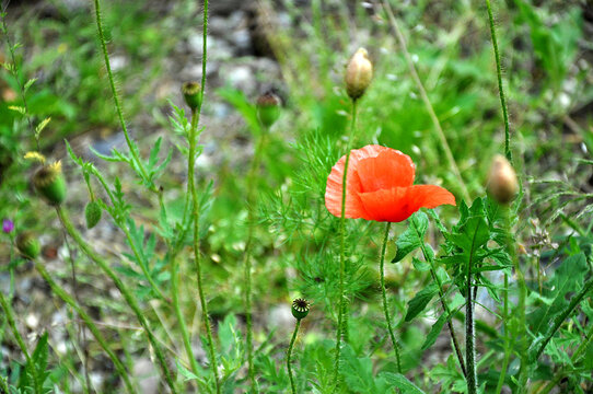 Eine einzelne leuchtend rote Mohnblume (Papaver rhoeas) bl&uuml;ht inmitten von Wildkr&auml;utern