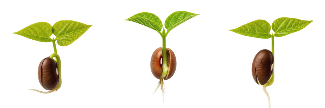 Set of Small Green Plant Sprout Growing from Seed Isolated on White Background, PNG