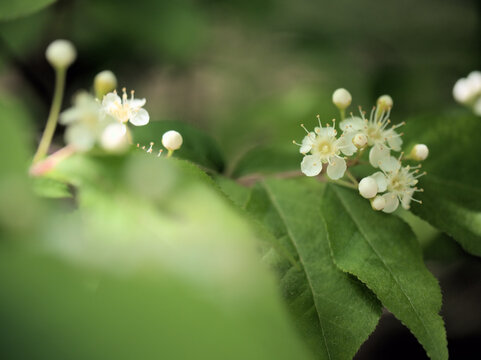 4月に咲いた可憐で美しい白いカマツカの花