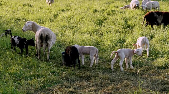 Flock of sheep with lambs grazing on an open green pasture. Newborn lamb drinks milk from its mother while other young lambs eat fresh grass nearby. Peaceful rural farming scene.