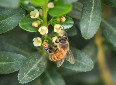 Closeup of a Honey Bee Drinking Nectar