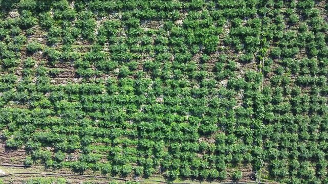Aerial View of Artichoke Field, 
Agricultural Farmland Landscape