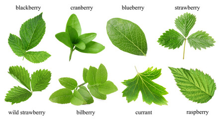 Fresh green leaves of berry plants on white background. Collage with names © New Africa
