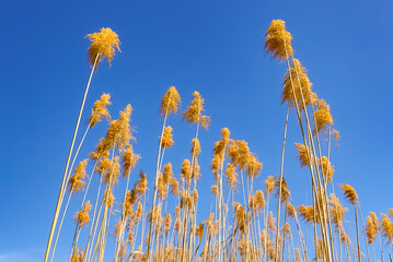 Obraz premium Low-angle view of tall dry reeds (Phragmites australis) against a clear blue sky, creating a minimalistic natural scene with strong vertical lines and warm golden tones