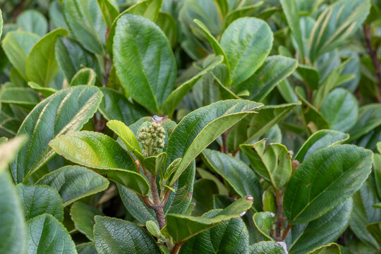 Viburnum odoratissimum flower buds among glossy green leaves with detailed veins. Natural light and centered focus.