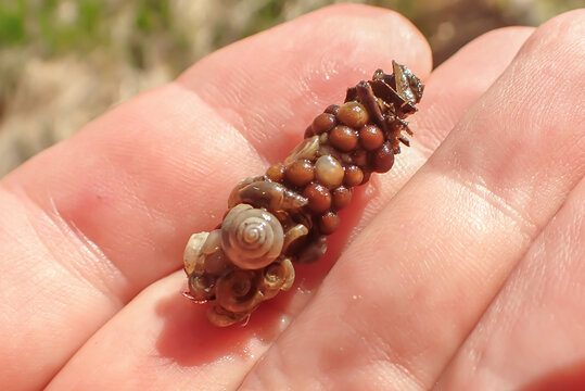 Macro close-up of a caddisfly larva (Trichoptera) carrying a protective case made of snail shells and debris, shown on a human hand to highlight scale and intricate detail