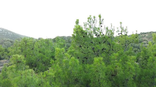 Aerial View of Pine Tree Canopy in Forest Izmir Turkiye Drone Shot