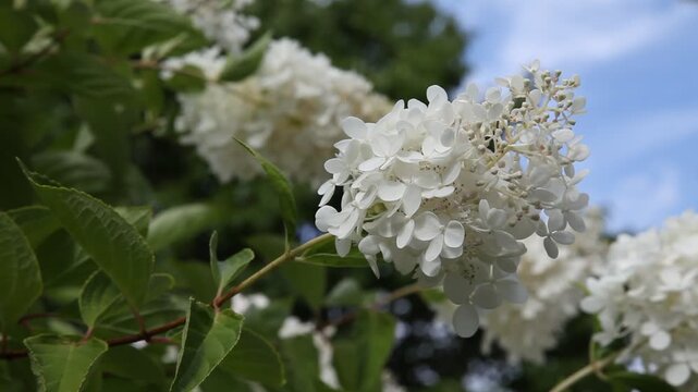 Rispen-Hortensie (Hydrangea paniculata) im Wind vor blauem Himmel