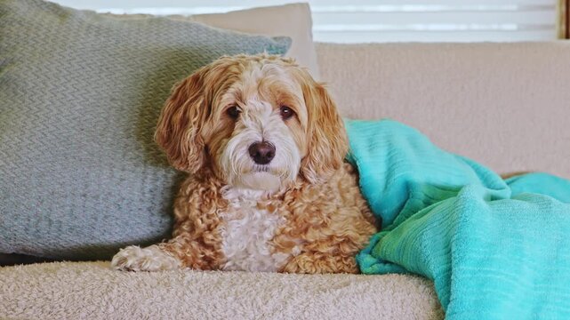 A small dog rests comfortably on a sofa while wrapped in a bright blanket. Soft pillows are present around the dog in a cozy indoor setting. Sunlight comes through the window.