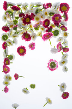 Flowers arranged on white