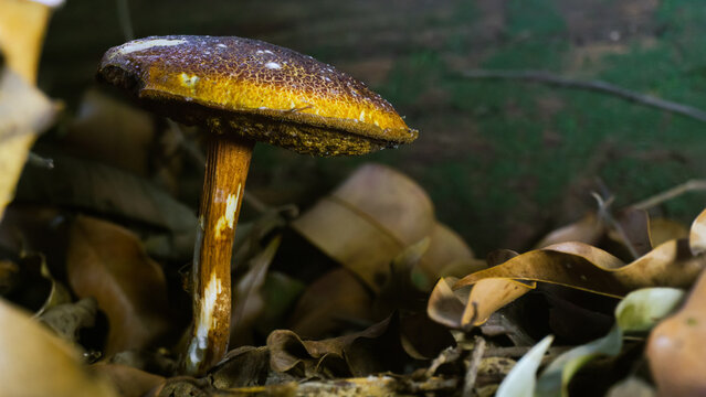 Wild Bolete Mushroom (Boletellus sp.) with Tri-Colored Scaly Cap on Tropical Rainforest Floor &mdash; Macro Close-Up, Borneo, Kalimantan, Indonesia