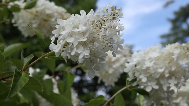 Rispen-Hortensie (Hydrangea paniculata) im Wind vor blauem Himmel