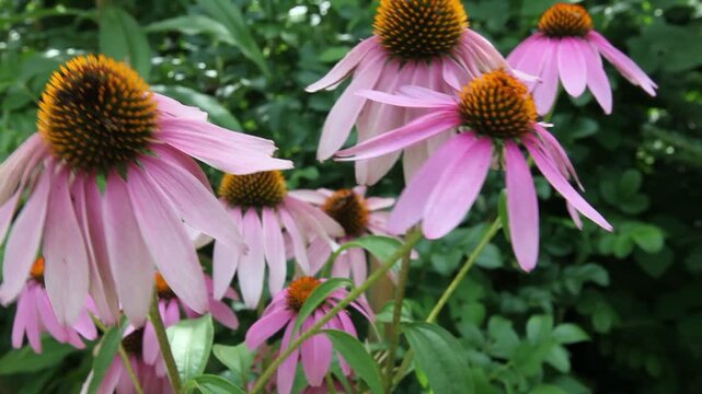 Amerikanischer Purpur-Sonnenhut (Echinacea purpurea) im Sommer in voller Bl&uuml;te; traditionelle Heilpflanze bei Erk&auml;ltungskrankheiten, ist wundheilungsf&ouml;rdernd und unterst&uuml;tzt den Heilungsprozess 