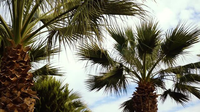 Aerial View of Palm Trees Swaying in Tropical Coastal Landscape
