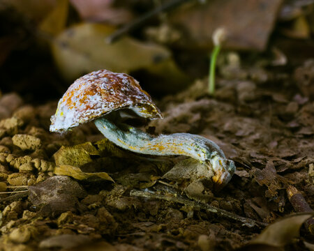 Full Body View &mdash; Bolete Mushroom (Boletellus sp.) Infected by Hypomyces chrysospermus with Guttation Drop, Tropical Rainforest, Borneo, Kalimantan, Indonesia.
