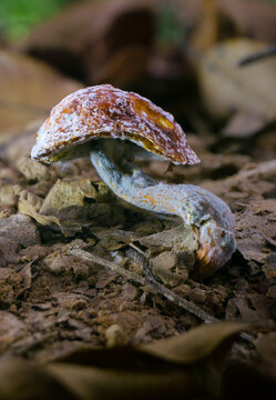 Full Body View &mdash; Bolete Mushroom (Boletellus sp.) Infected by Hypomyces chrysospermus with Guttation Drop, Tropical Rainforest, Borneo, Kalimantan, Indonesia.