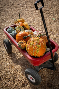 Wagonload of pumpkins