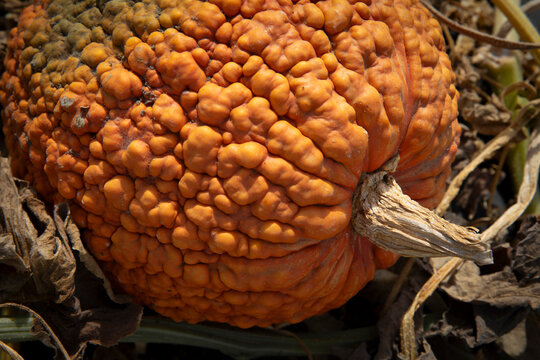 Close-up of pumpkin with bumps 