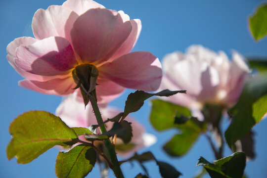 Sunlit pink roses in garden