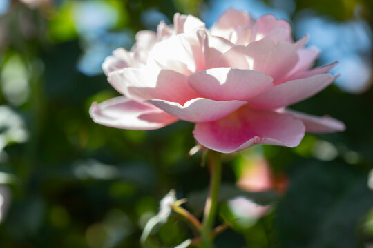 Sun dappled pink rose in garden