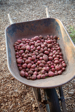 Harvested red potatoes in wheelbarrow
