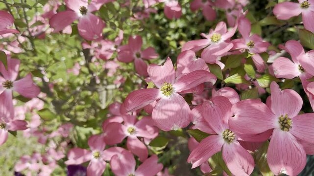 Close up of pink dogwood blossoms growing on branches with green leaves in a spring garden.

