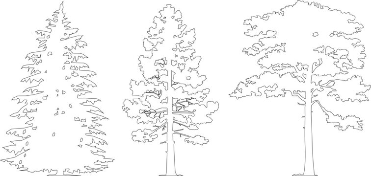 Three stylized tree line drawings: coniferous, pine, broadleaf. Minimalist monochrome illustrations for nature-themed designs