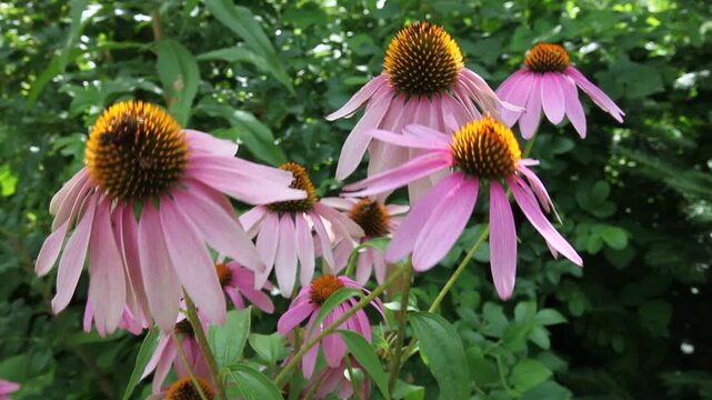 Amerikanischer Purpur-Sonnenhut (Echinacea purpurea) im Sommer in voller Bl&uuml;te; traditionelle Heilpflanze bei Erk&auml;ltungskrankheiten, ist wundheilungsf&ouml;rdernd und unterst&uuml;tzt den Heilungsprozess 