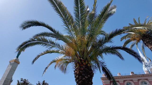 Sunny view from under a palm tree looking up at the sky, slowly tilting down to reveal the modern architecture of the city of batumi in georgia, including the medea monument and skyline