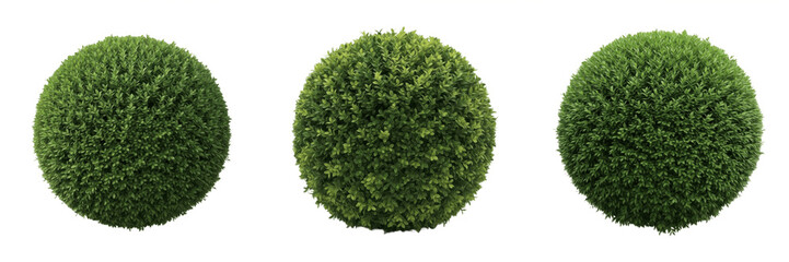 Fototapeta premium Round Boxwood Topiary Ball Plant Isolated on White Background, PNG