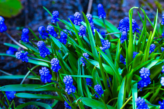 Vibrant blue muscari flowers (grape hyacinth) blooming in the spring garden.