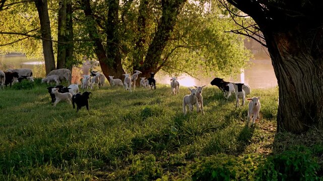 
Sheep herd with lambs grazing on pasture at sunset. Young lambs playing and running, rural landscape, farming and countryside lifestyle