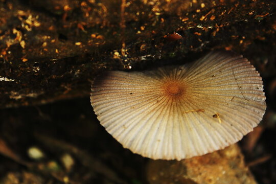 Small Pleated Mushroom Growing From Dark Forest Floor