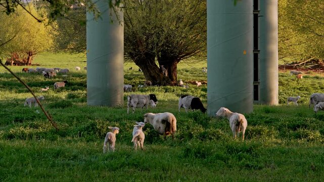 
Flock of sheep with lambs on pasture. Playful lambs running and jumping in warm sunset light. Rural life, livestock farming, countryside and natural agriculture concept.