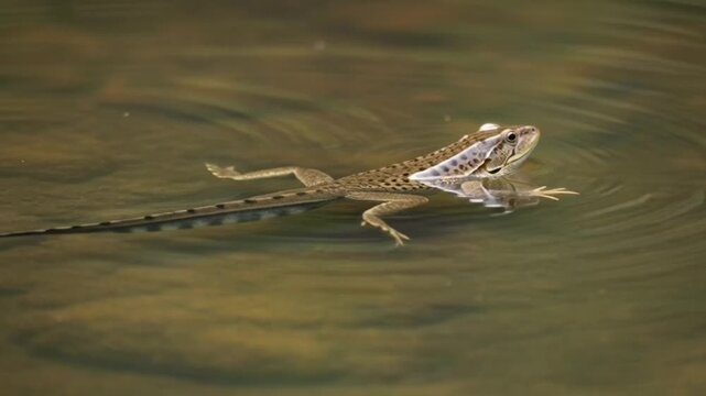 Small amphibian swims in murky water, creating ripples, close-up view
