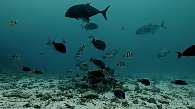 Underwater Tropical Coral Garden Clownfish. Underwater tropical clownfish Amphiprion bicinctus and sea anemones. Underwater fish reef marine. Tropical colourful underwater seascape. Reef coral scene
