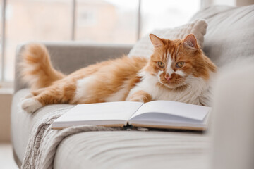 Naklejka premium Cute red cat with book lying on sofa at home