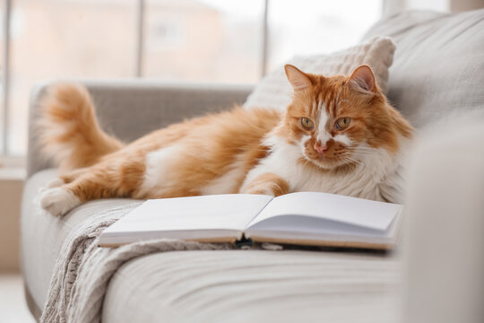Cute red cat with book lying on sofa at home