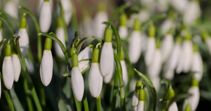 The snowdrops group is white in color, these spring snowdrops with drooping heads are represented as dense thickets under the soft light of the sun.