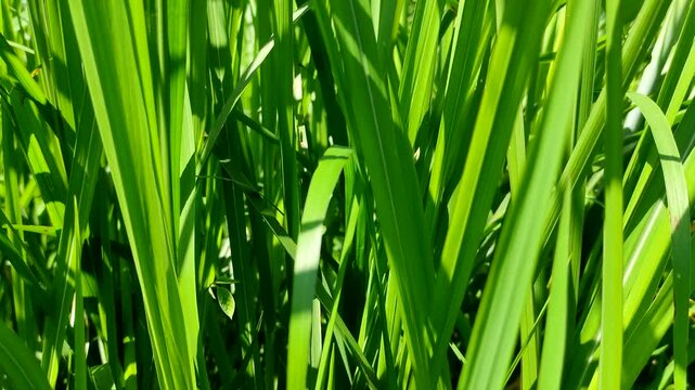 Lush green grass leaves in close up view with bright sunlight and shadows. Organic natural background of wild plants in the garden. Perfect for projects themed around nature, ecology, summer growth