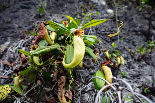 Nepenthes treubiana pitcherplant growing on limestone hills in Misool, Raja Ampat