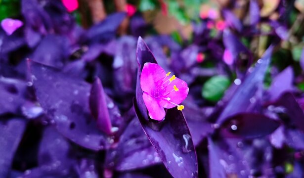Tradescantia pallida Purple Heart plant with raindrops and bright purple leaves with pink flowers