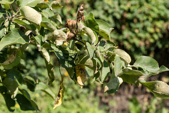 Apple tree branch with leaves affected by disease pests, displaying yellowing, spots, curling, various signs of poor health. Agricultural issues