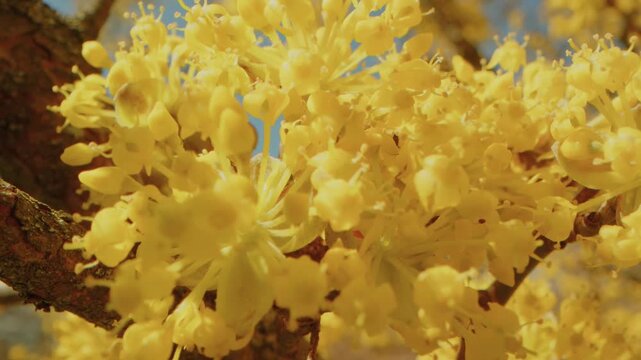 Capturing the essence of early spring, this footage showcases the beautiful vibrant yellow flowers, likely Cornelian Cherry Dogwood (Cornus mas) or similar, in full bloom at the historic Planting Fiel