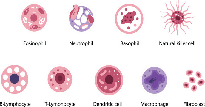 Set of various immune system blood cells including eosinophil neutrophil basophil and many others