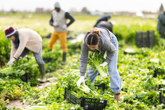 Young woman farmer works with team to harvest fresh celery in farm field